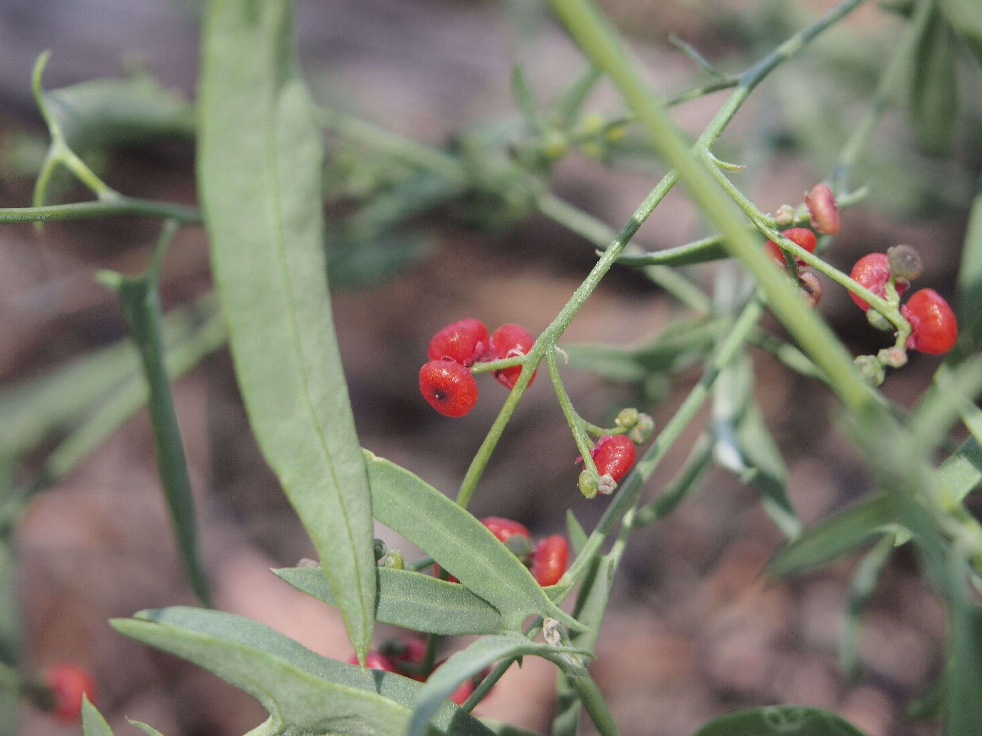 Plancia ëd Chenopodium nutans (R. Br.) S. Fuentes & Borsch