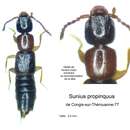 Image de Sunius propinquus (Brisout de Barneville 1867)