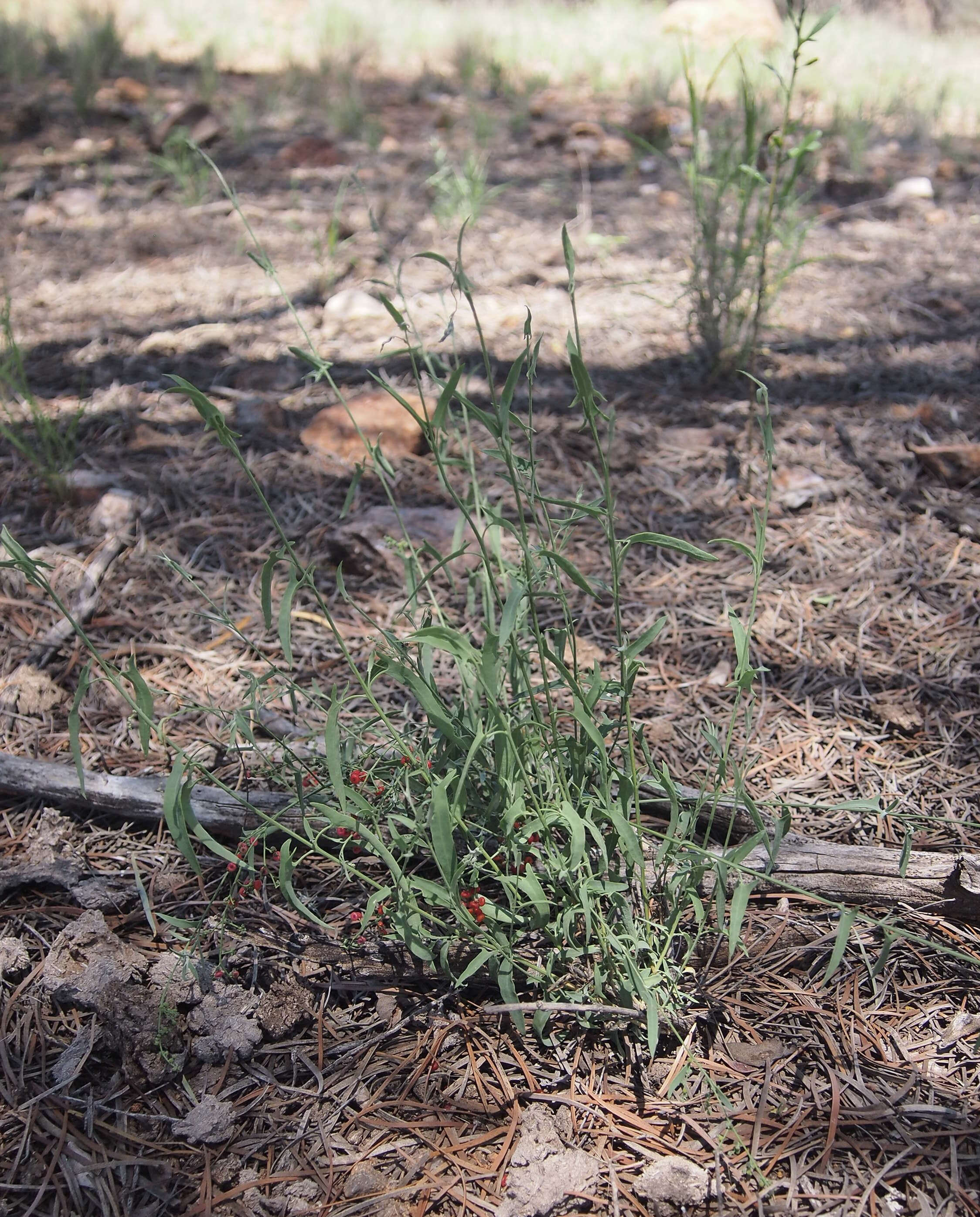 Plancia ëd Chenopodium nutans (R. Br.) S. Fuentes & Borsch