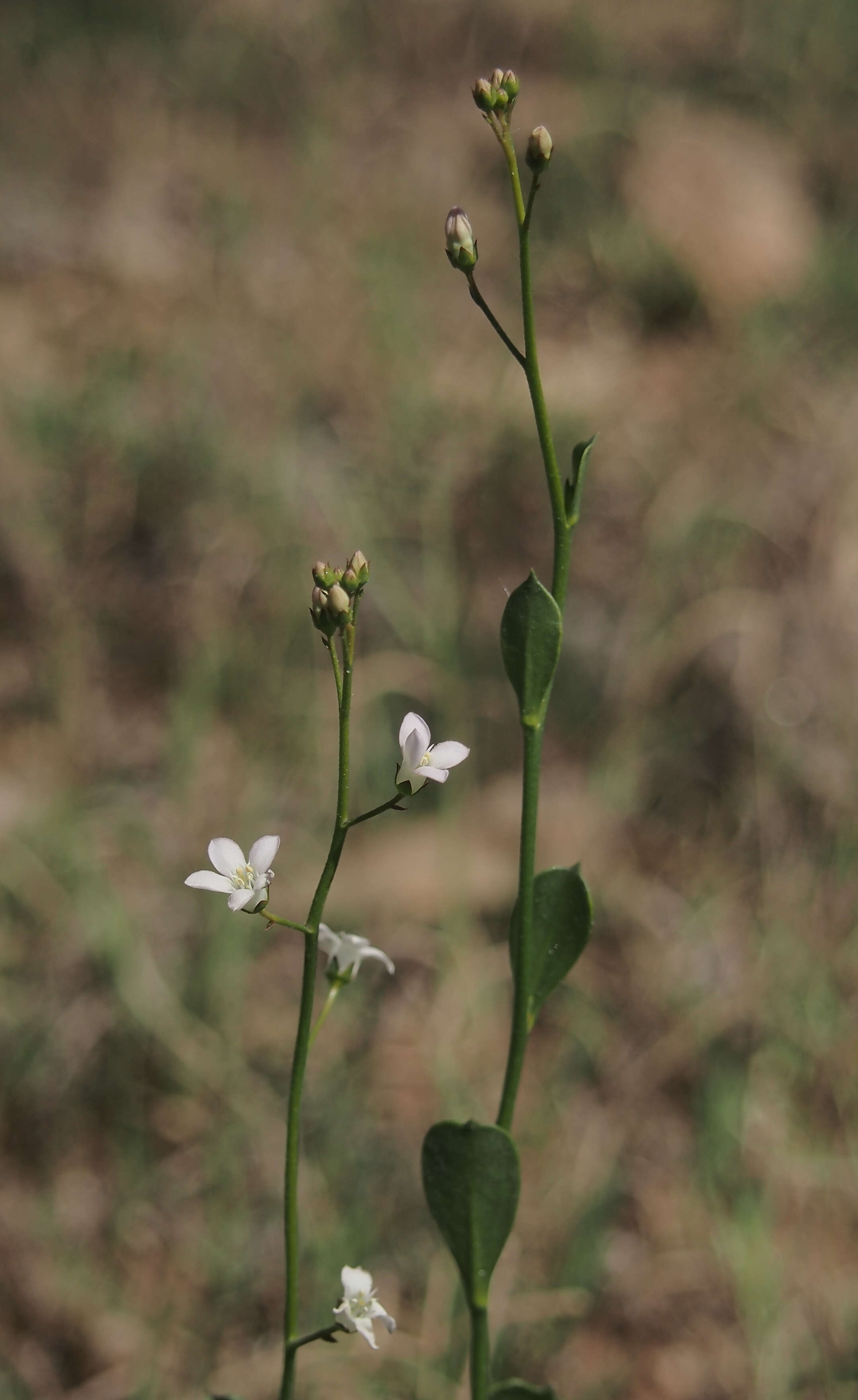 Image of brookweed