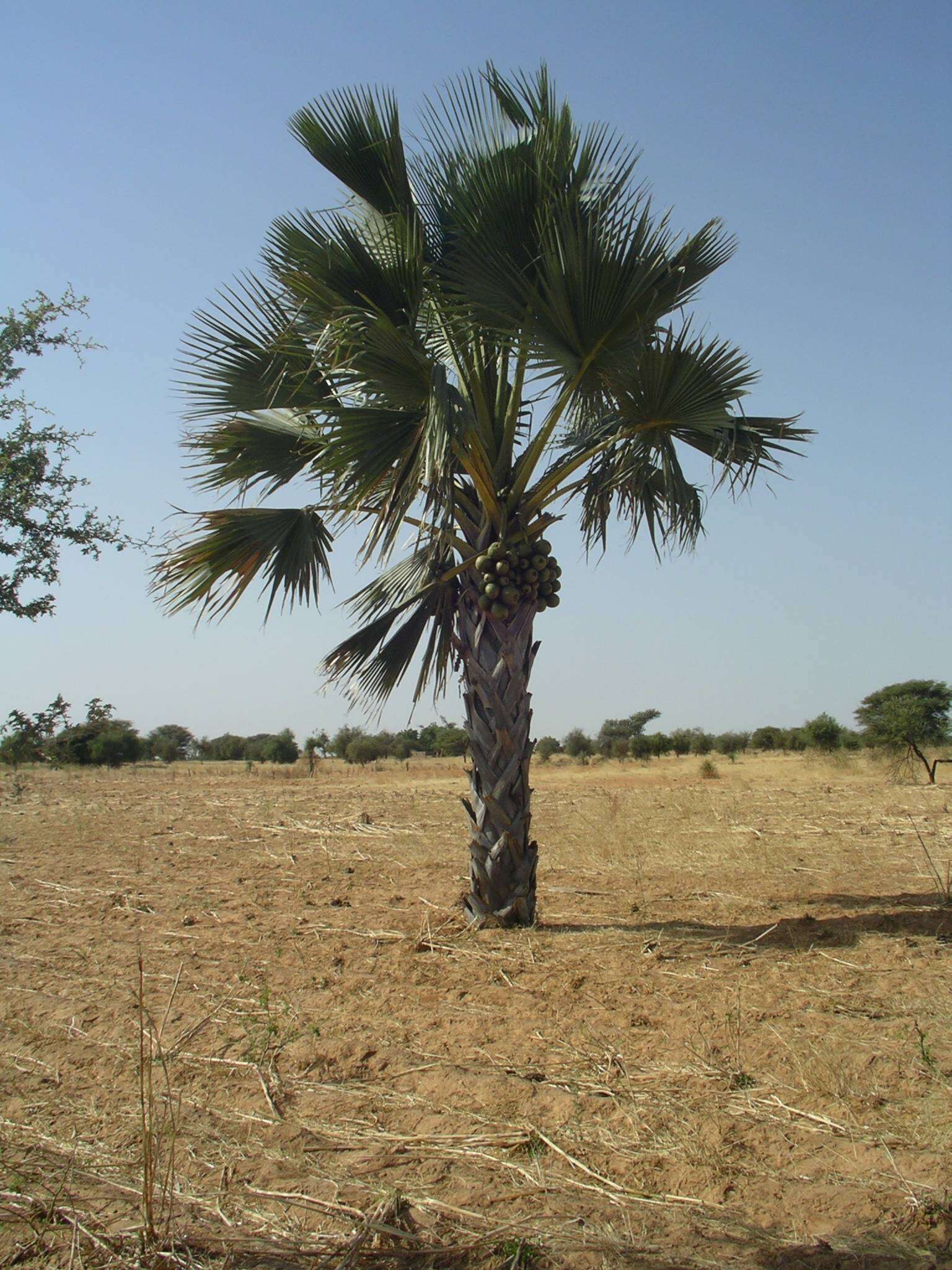 Sivun Borassus akeassii Bayton, Ouédr. & Guinko kuva