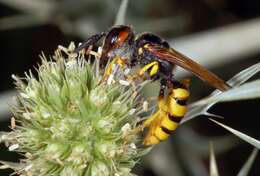 Imagem de Philanthus triangulum (Fabricius 1775)