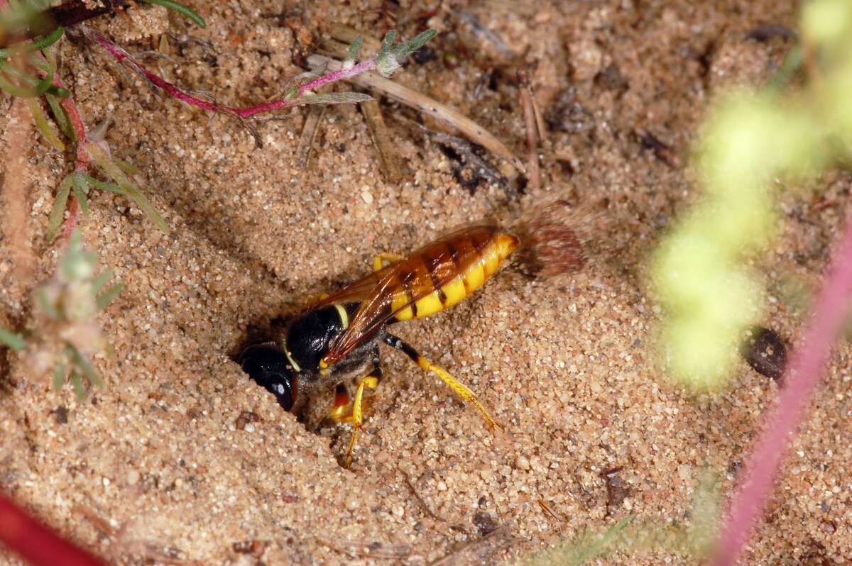 Imagem de Philanthus triangulum (Fabricius 1775)