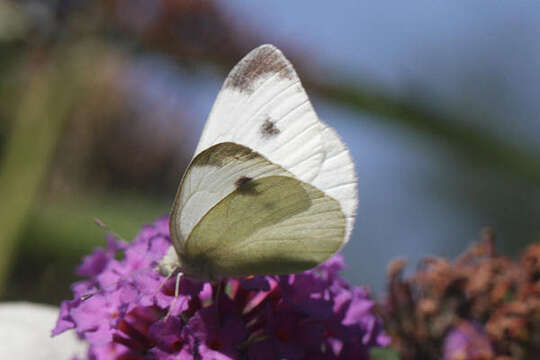 Image of Pieris mannii alpigena