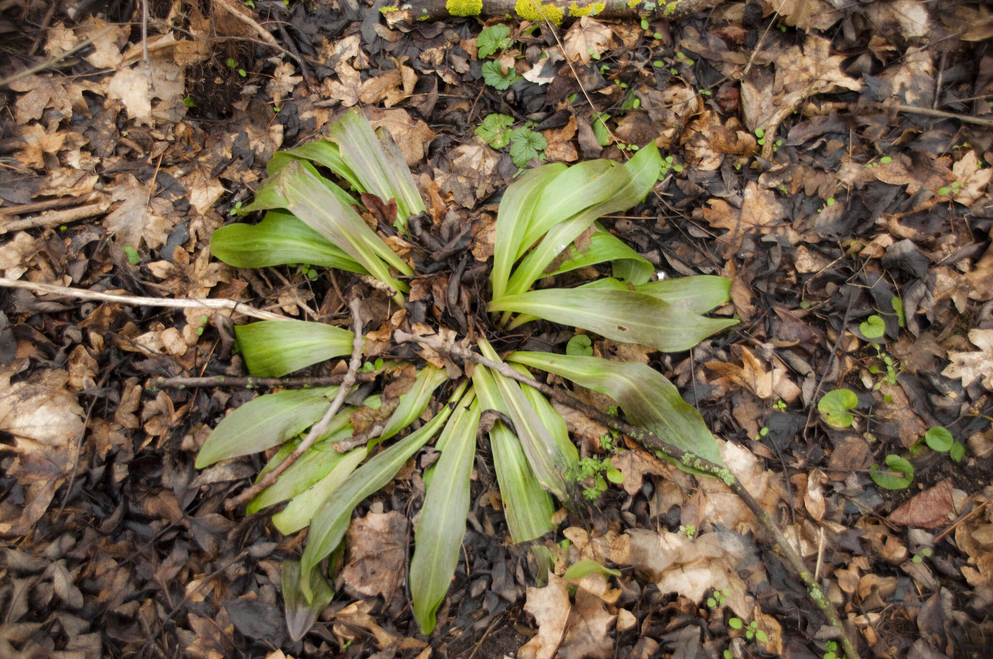 Image of Madonna lily