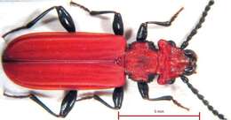 Image of Cucujus cinnaberinus