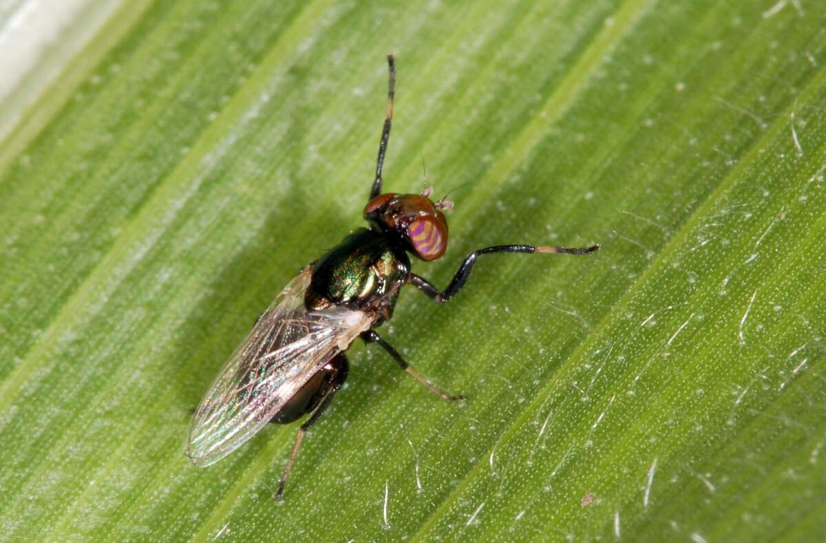 Image of Physiphora