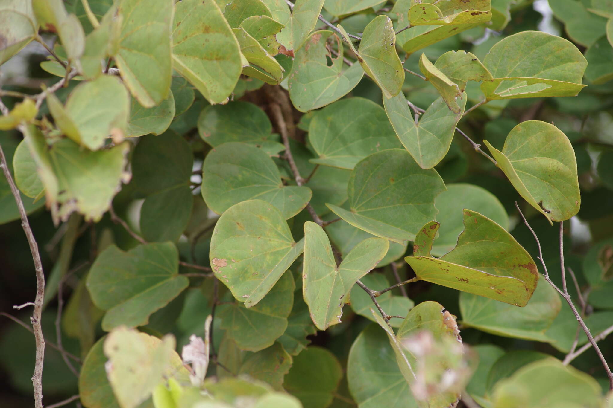 Plancia ëd Bauhinia malabarica Roxb.