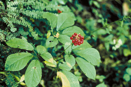 Image de Ginseng américain