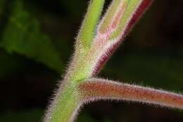 Image of staghorn sumac