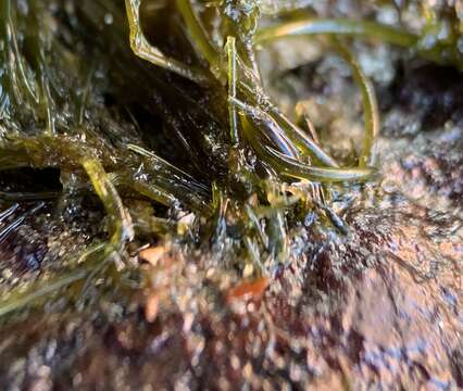 Image of Bryopsis plumosa