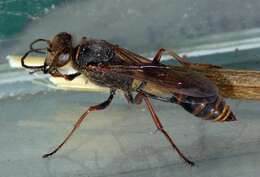 Image of Mud Dauber