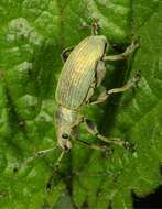 Image of Phyllobius (Metaphyllobius) pomaceus Gyllenhal 1834