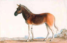 Image of zebra