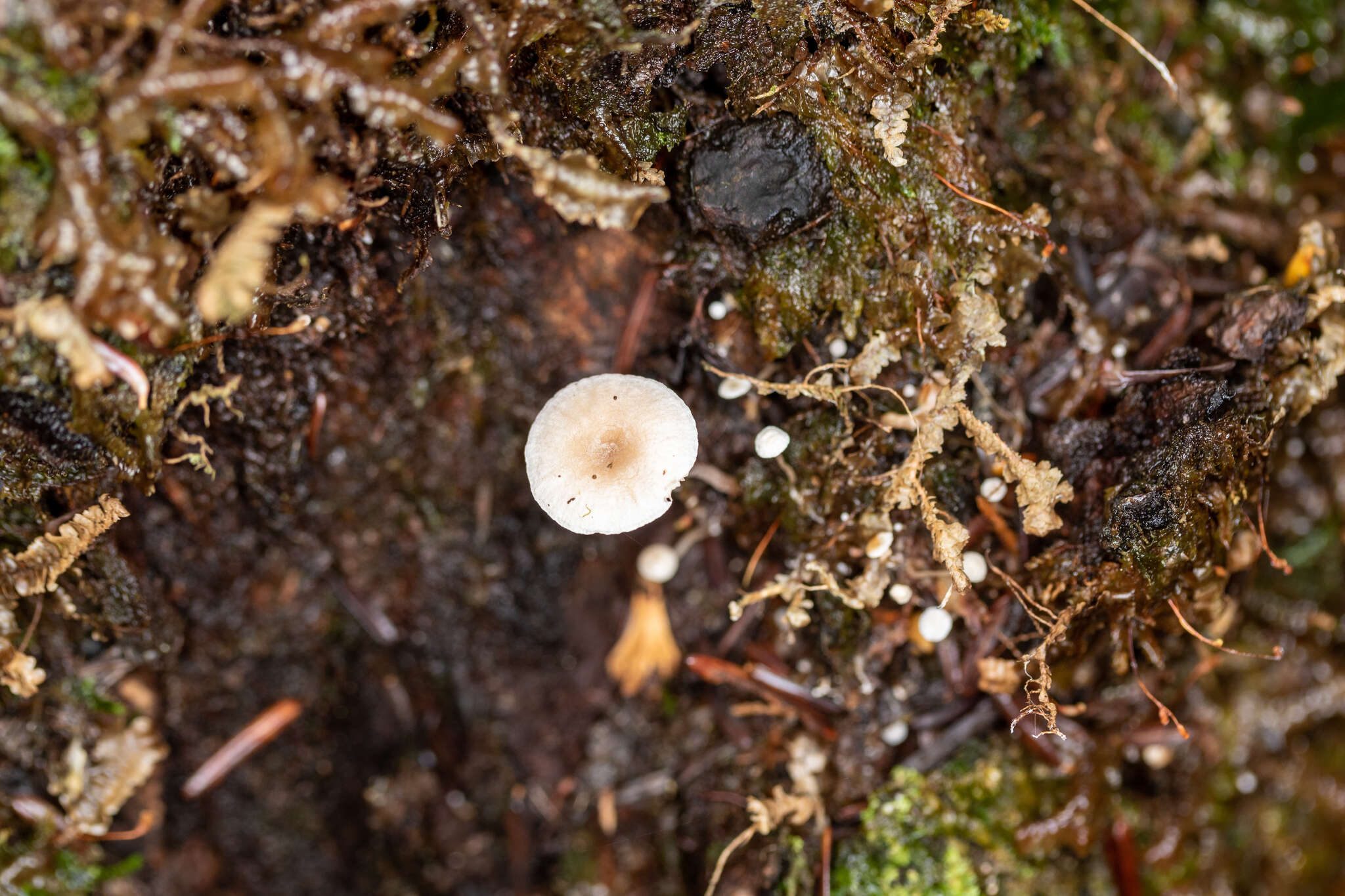 Marasmiellus praeacutus (Ellis) Halling 1987 resmi