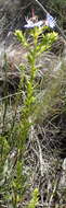 Plancia ëd Lobostemon paniculatus (Thunb.) Buek