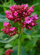 Image of Red Valerian