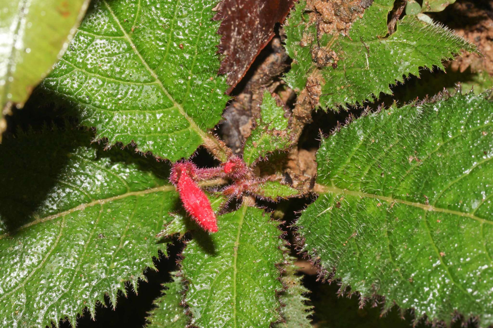 Image of Centropogon tessmannii E. Wimm.