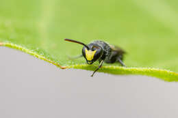 Image of <i>Hylaeus ater</i> (Saunders 1903)