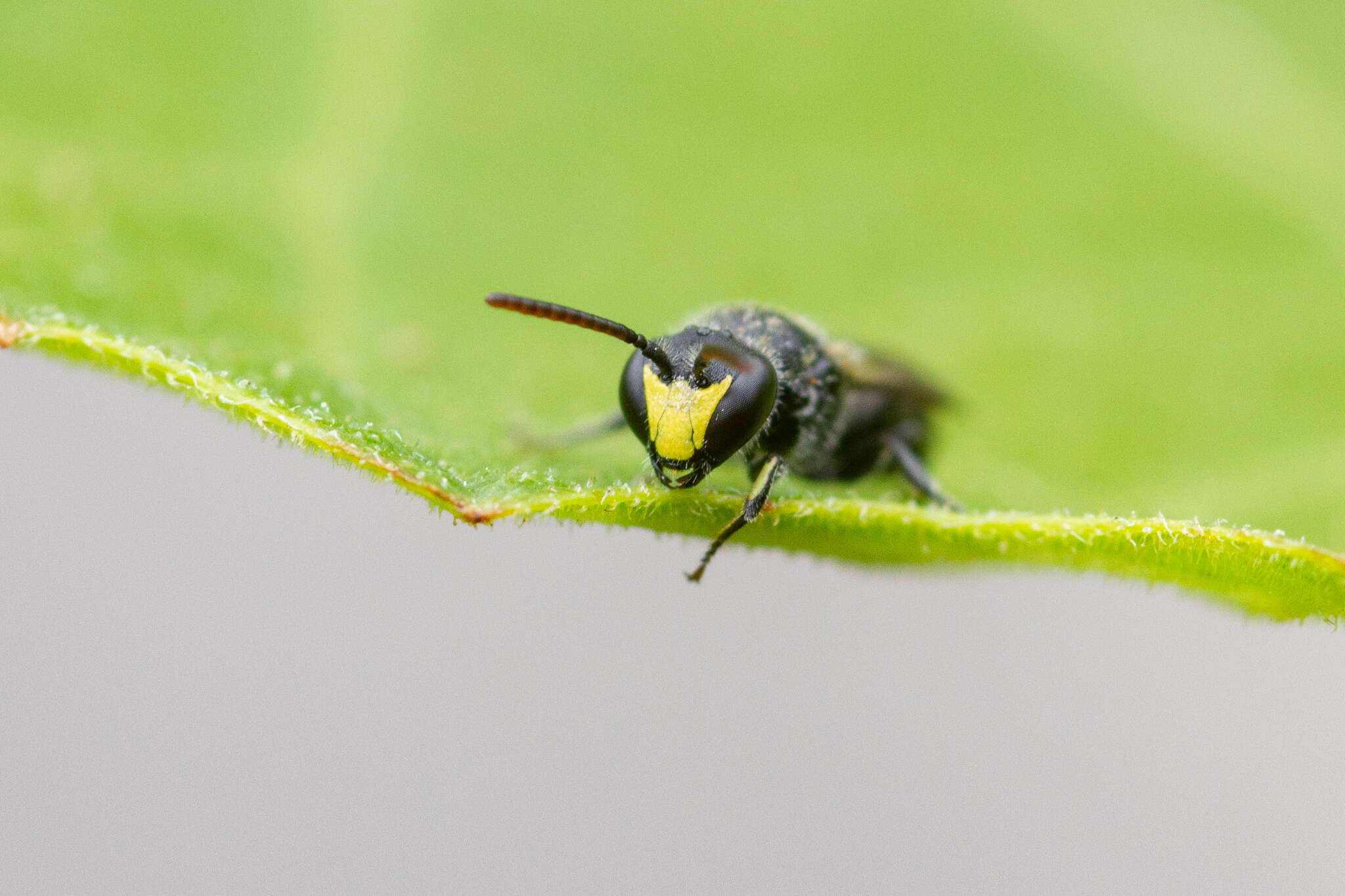 <i>Hylaeus ater</i> (Saunders 1903) resmi