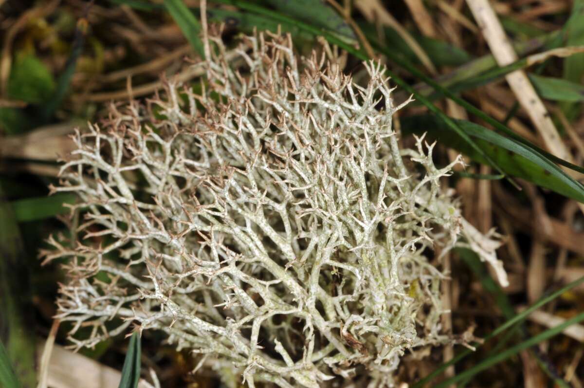 Image of Reindeer lichen