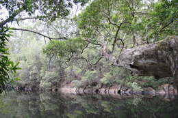 Image of water-gum