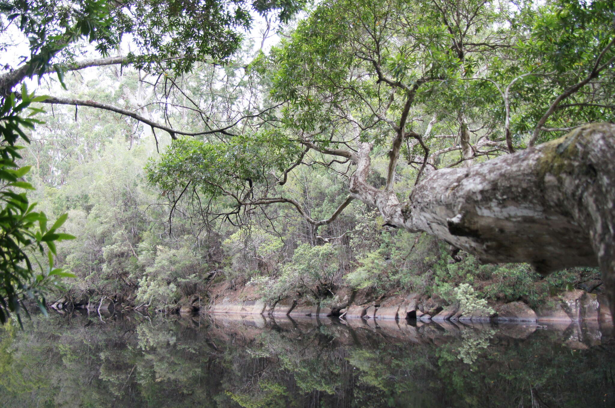 Image of water-gum