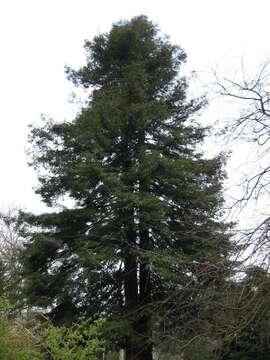 Image of redwood