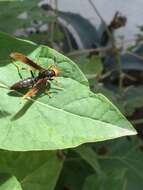 Image of Polistes infuscatus Lepeletier 1836