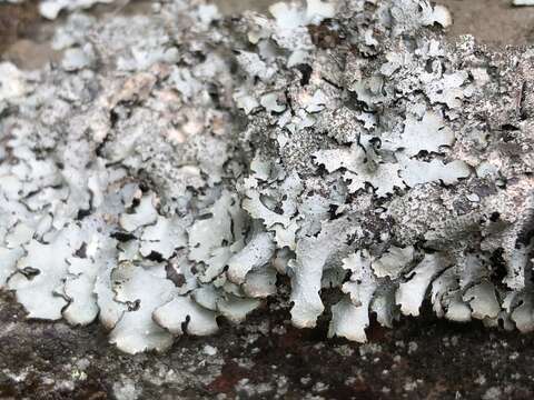 Image of shield lichen