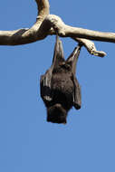 Image of Black Flying Fox