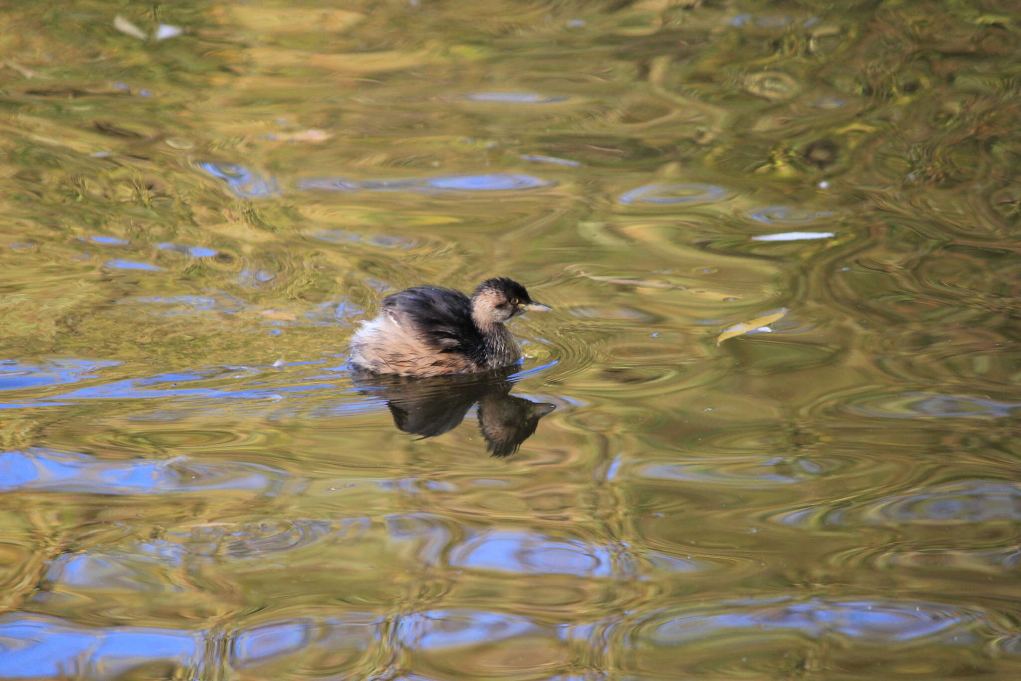 Image of Australasian Grebe