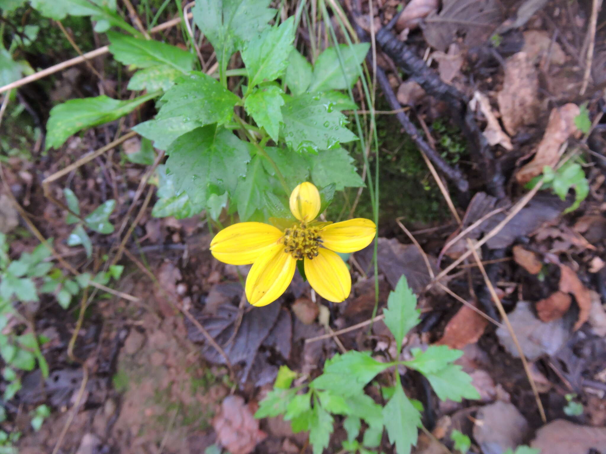 صورة Bidens ostruthioides (DC.) Sch. Bip.