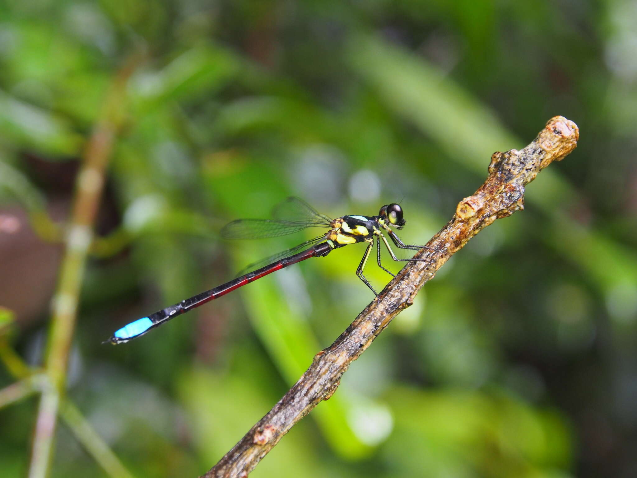 Image de Rhinagrion borneense (Selys 1886)