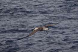 Image of Waved Albatross