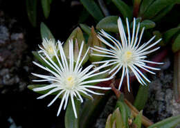 Image of Delosperma steytlerae L. Bol.