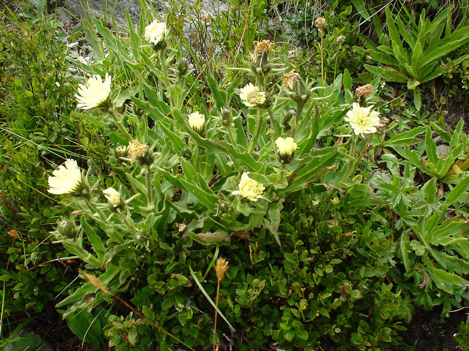 Image of Schlagintweitia intybacea (All.) Griseb.