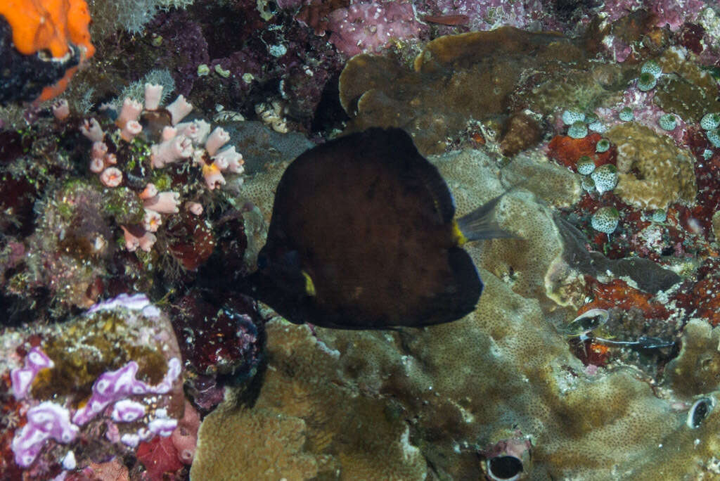 Image of Big long-nosed Butterflyfish