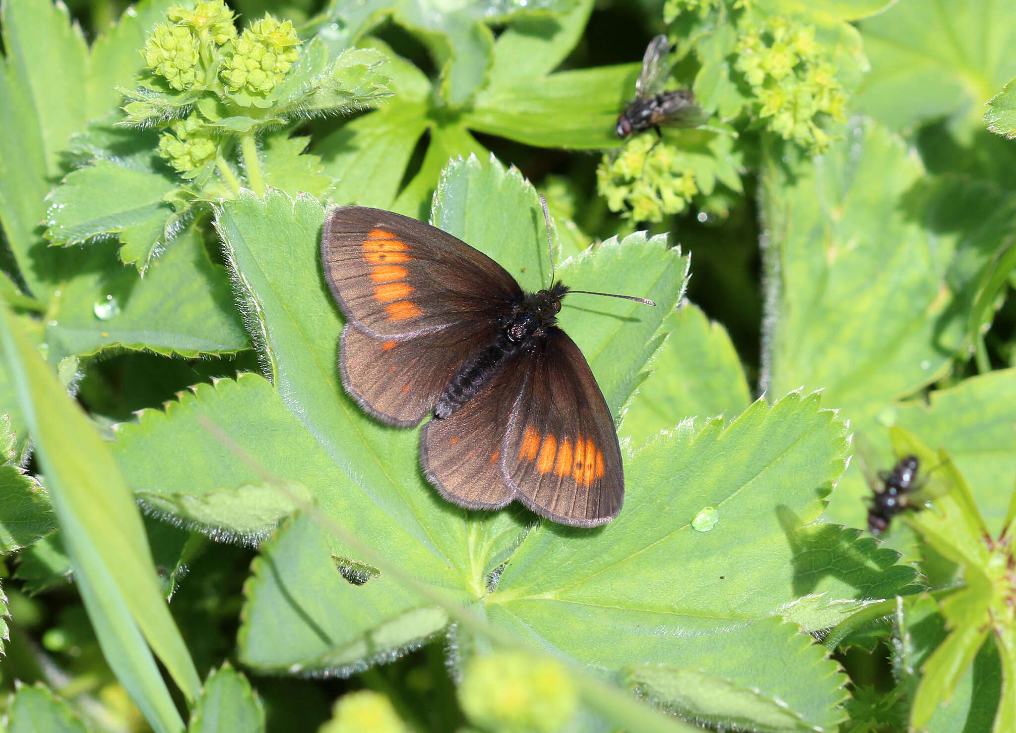 Image of Eriphyle Ringlet