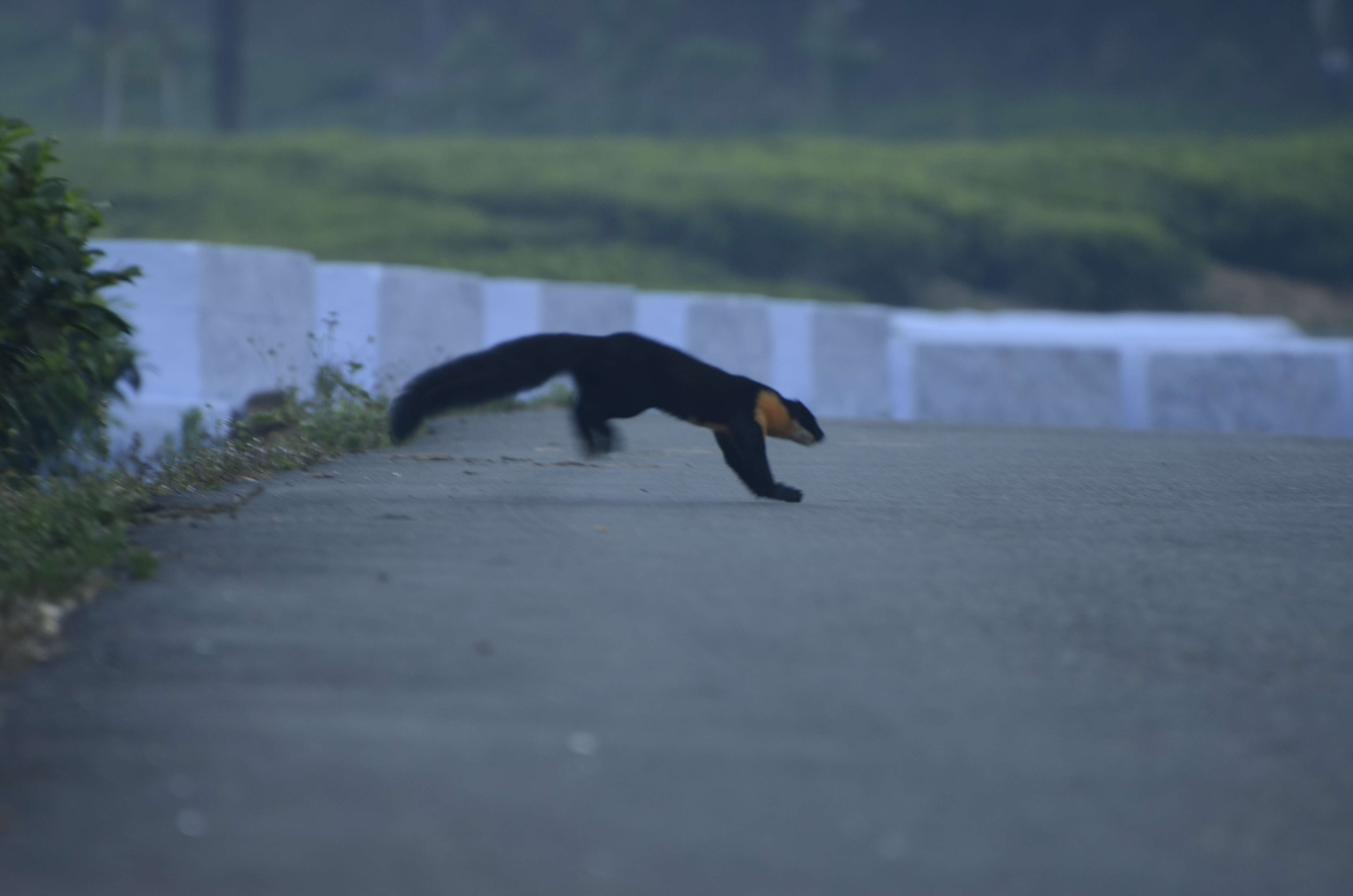 Image of Nilgiri Marten