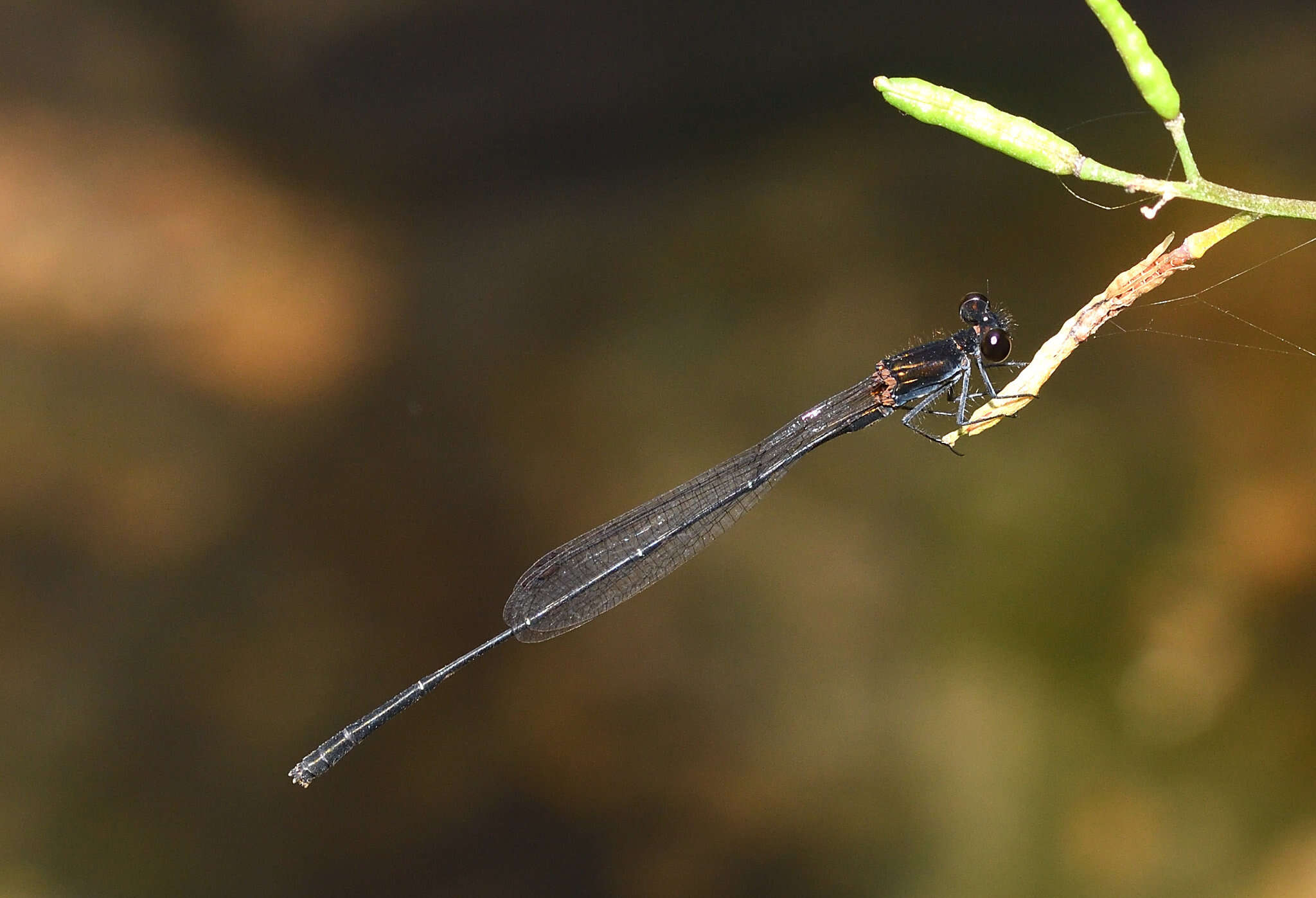 Image of Prodasineura autumnalis (Fraser 1922)