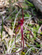 Image of Caladenia clavescens (D. L. Jones) G. N. Backh.