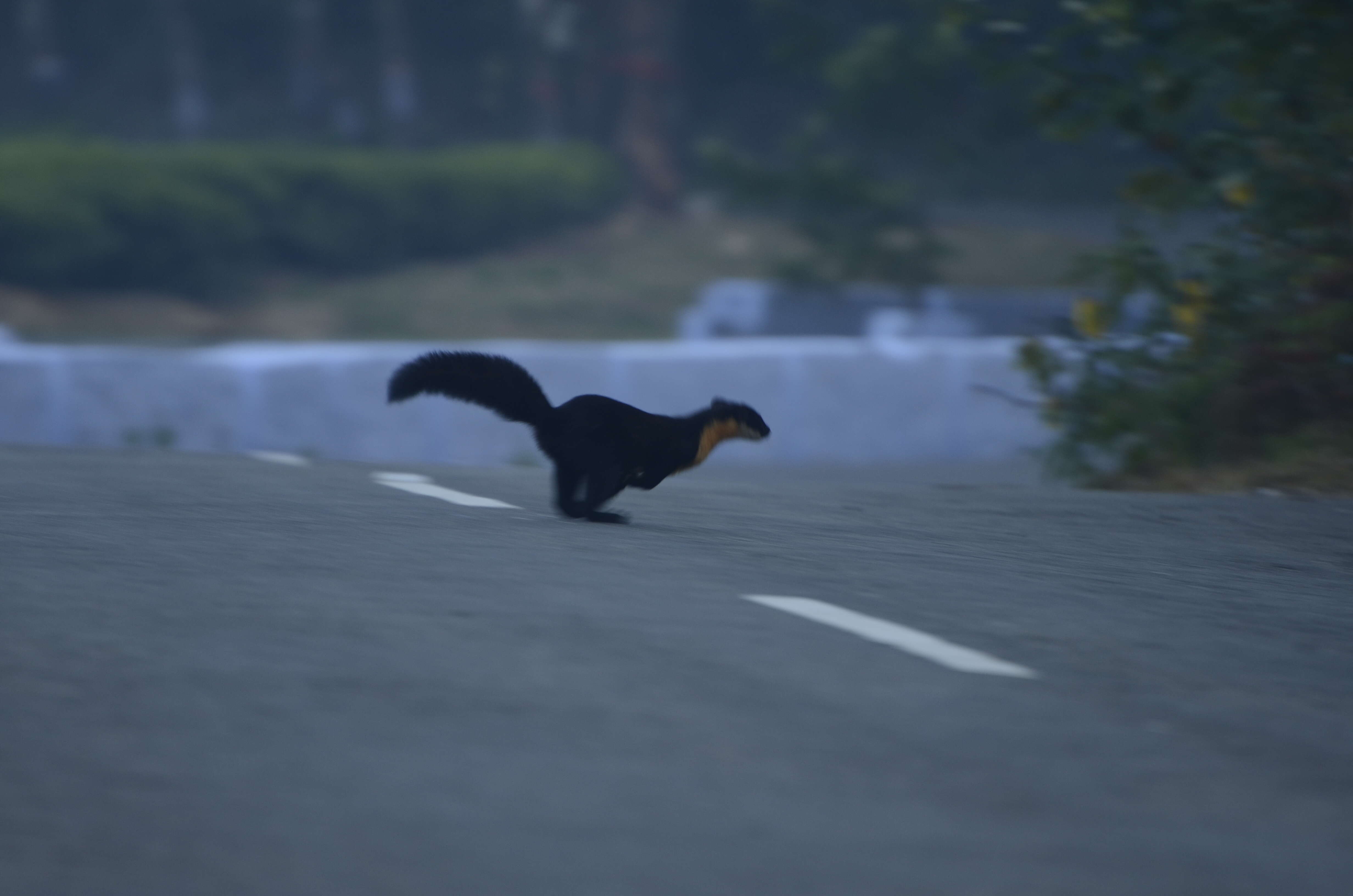 Image of Nilgiri Marten