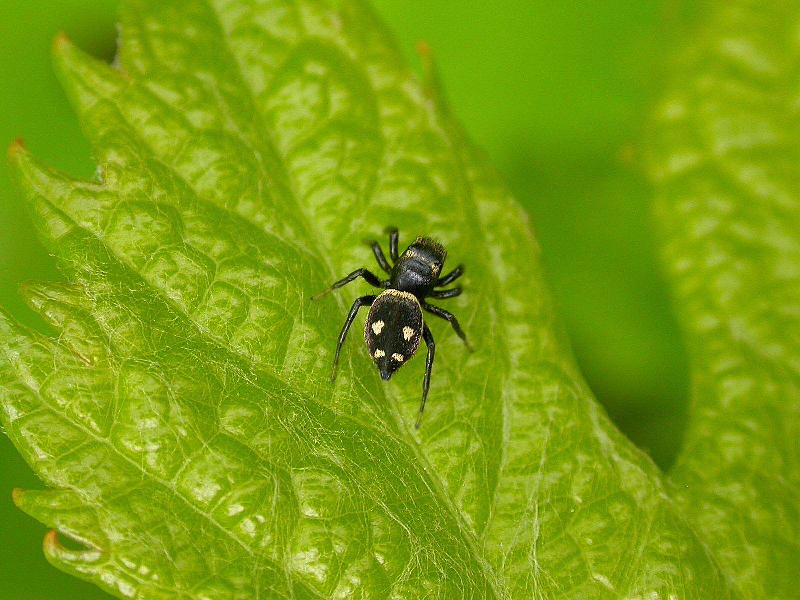 Image of Heliophanus apiatus Simon 1868