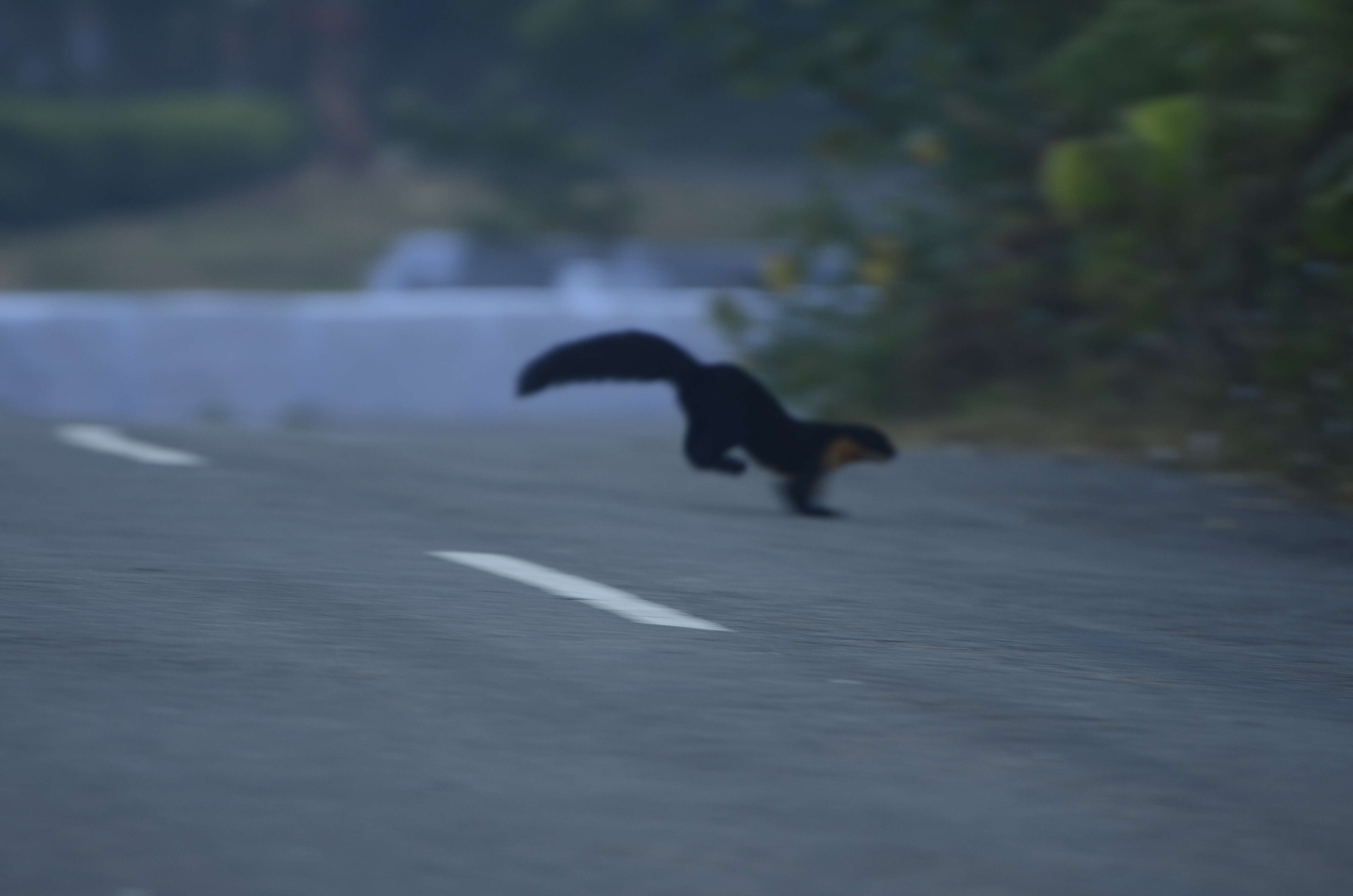 Image of Nilgiri Marten