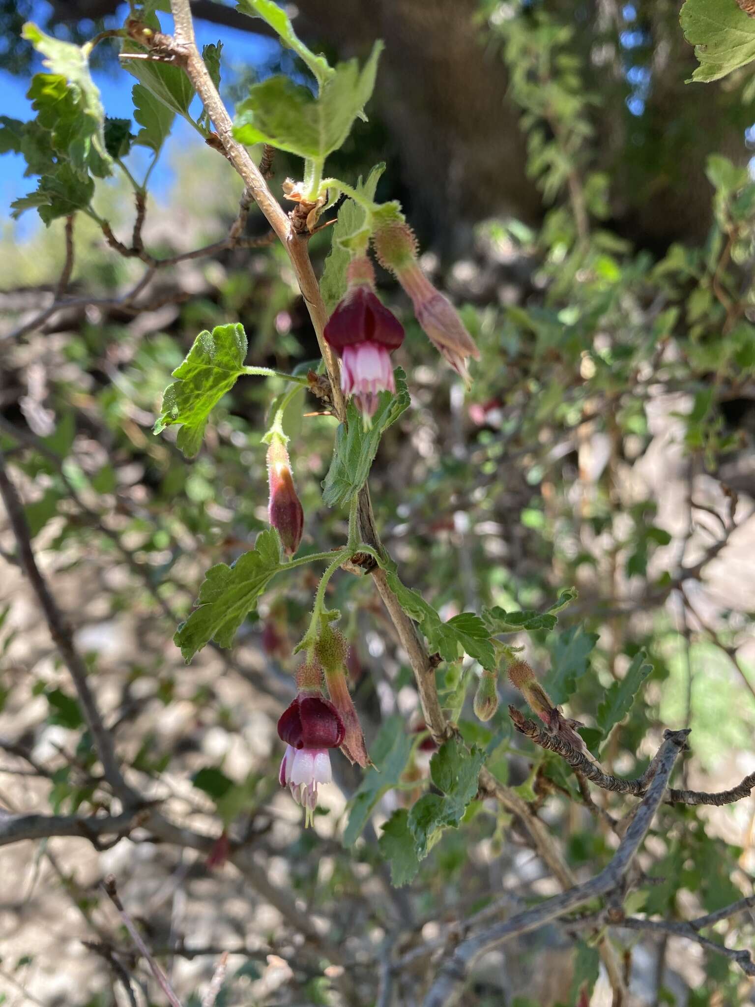 Image de Ribes amarum Mac Clatchie