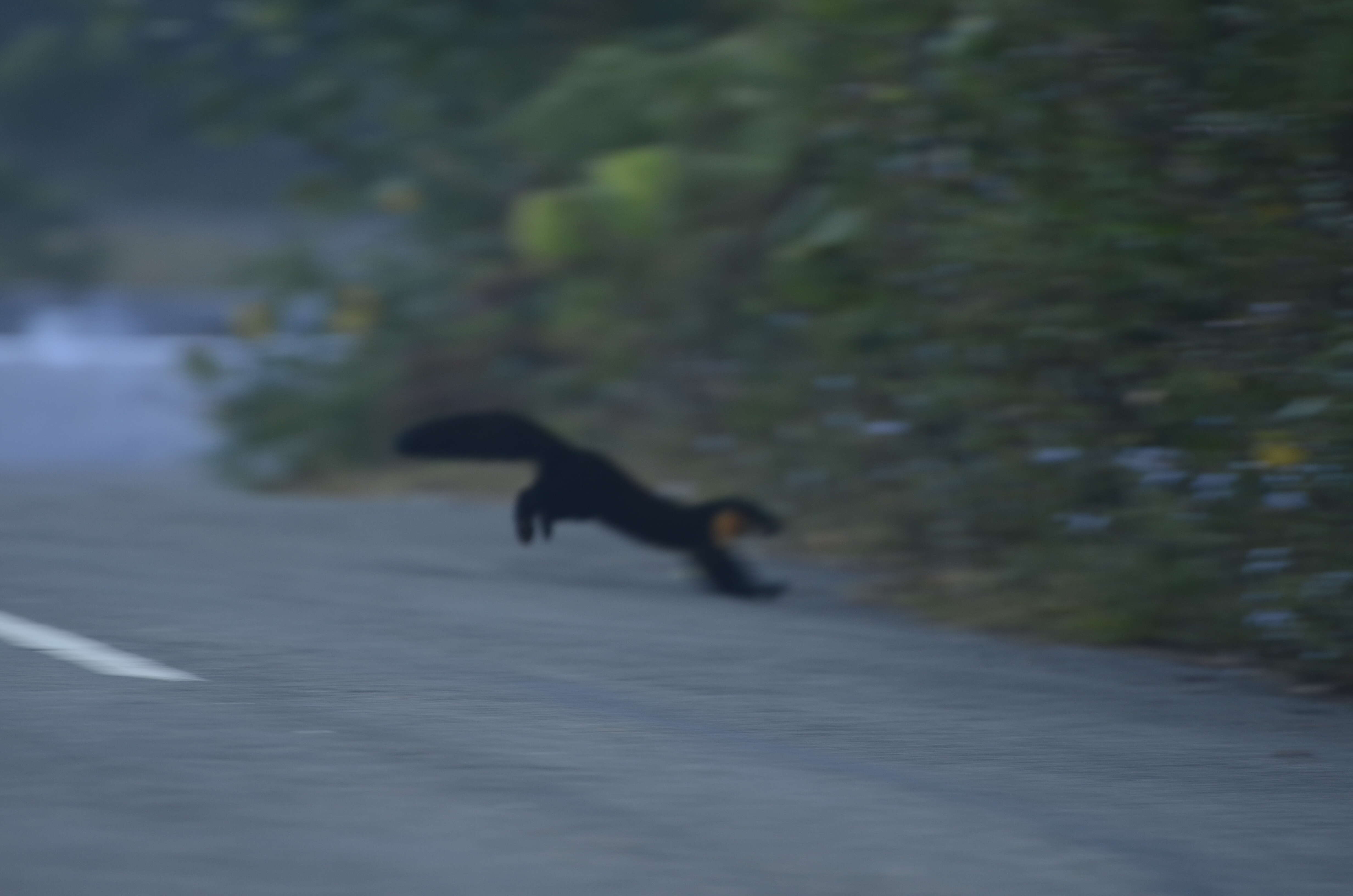 Image of Nilgiri Marten