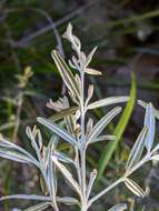 Image of Oxylobium arborescens R. Br.