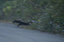 Image of Nilgiri Marten