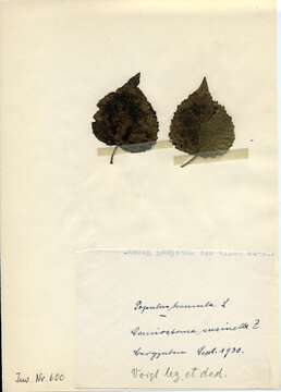 Image of Leucoptera sinuella Reutti 1853